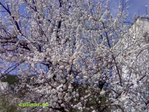 Весна время перво-цветов