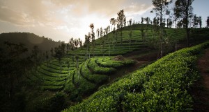 Чайная плантация высокогорного элитного чая