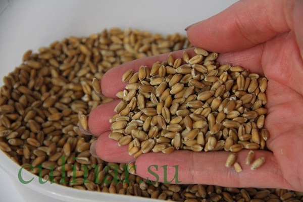 Как правильно прорастить пшеницу